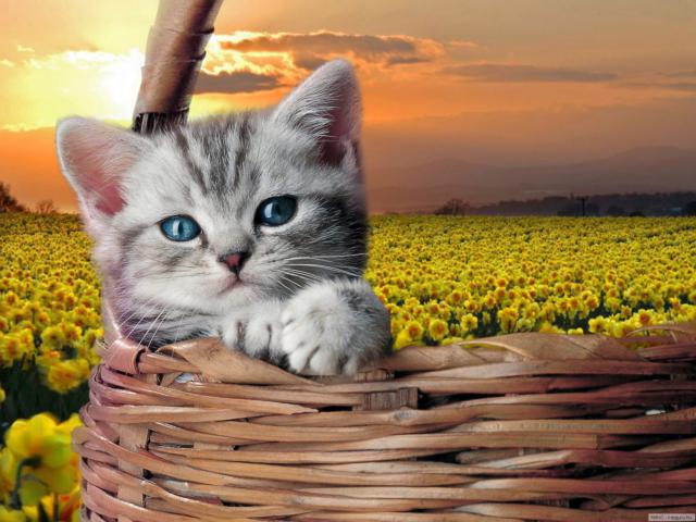 Метрика котенок, набор для вышивания крестиком 18х25см мулине хлопок 14цветов Овен